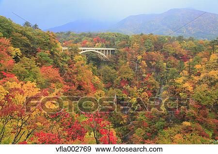 Stock Photo - Autumn leaves. Fotosearch