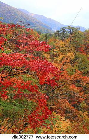 Stock Photo - Autumn leaves. Fotosearch
