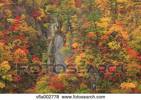 Autumn leaves View Large Photo Image Stock Photo - Autumn leaves. Fotosearch