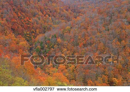 Stock Photo - Autumn leaves. Fotosearch