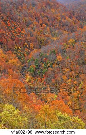 Autumn leaves View Large Photo Image Stock Photo - Autumn leaves. Fotosearch
