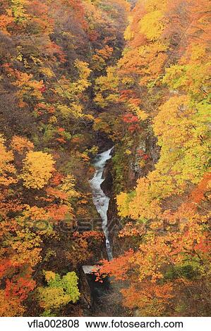 Autumn leaves View Large Photo Image Stock Photo - Autumn leaves. Fotosearch