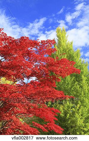 Autumn leaves View Large Photo Image Stock Photo - Autumn leaves. Fotosearch
