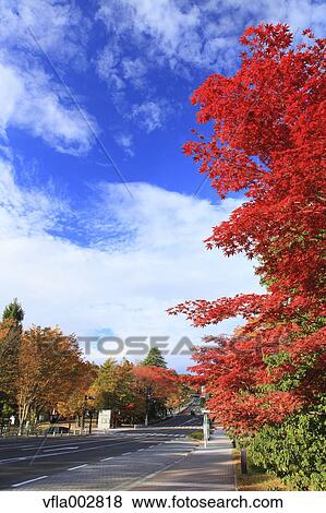 Autumn leaves View Large Photo Image Stock Photo - Autumn leaves. Fotosearch