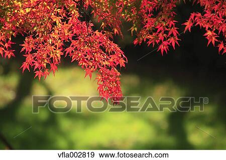 Autumn leaves View Large Photo Image Stock Photo - Autumn leaves. Fotosearch