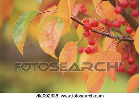Autumn leaves View Large Photo Image Stock Photo - Autumn leaves. Fotosearch