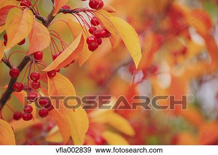 Autumn leaves View Large Photo Image Stock Photo - Autumn leaves. Fotosearch