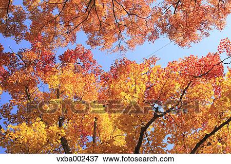 Autumn leaves View Large Photo Image Stock Photo - Autumn leaves. Fotosearch
