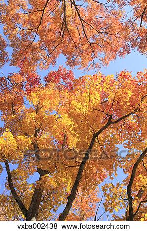 Autumn leaves View Large Photo Image Stock Photo - Autumn leaves. Fotosearch