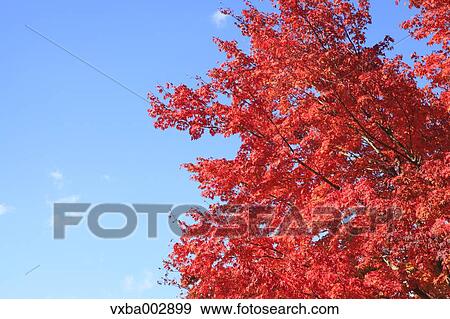 Autumn leaves View Large Photo Image Stock Photo - Autumn leaves. Fotosearch