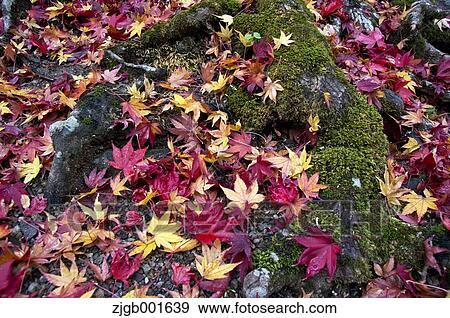 Autumn leaves View Large Photo Image Stock Photo - Autumn leaves. Fotosearch