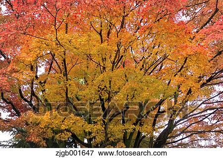 Autumn leaves View Large Photo Image Stock Photo - Autumn leaves. Fotosearch