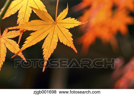 Autumn leaves View Large Photo Image Stock Photo - Autumn leaves. Fotosearch