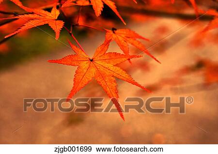 Stock Photo - Autumn leaves. Fotosearch