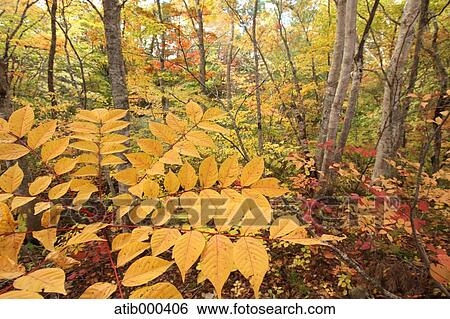 Stock Photograph - Autumn leaves. Fotosearch