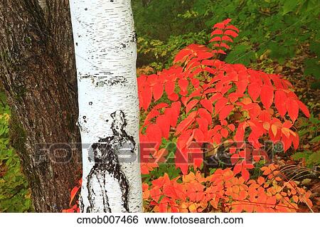 Autumn leaves View Large Photo Image Stock Photograph - Autumn leaves. Fotosearch
