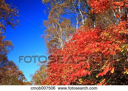 Autumn leaves View Large Photo Image Stock Photograph - Autumn leaves. Fotosearch