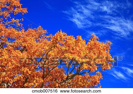 Stock Photograph - Autumn leaves. Fotosearch