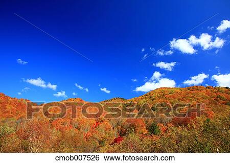 Autumn leaves View Large Photo Image Stock Photograph - Autumn leaves. Fotosearch