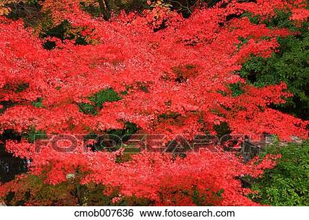 Autumn leaves View Large Photo Image Stock Photograph - Autumn leaves. Fotosearch