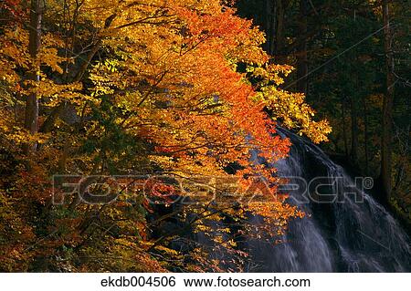 Autumn leaves View Large Photo Image Stock Photograph - Autumn leaves. Fotosearch