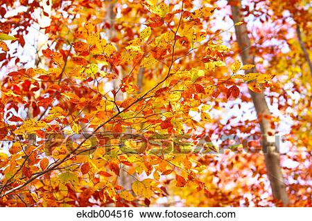 Autumn leaves View Large Photo Image Stock Photograph - Autumn leaves. Fotosearch