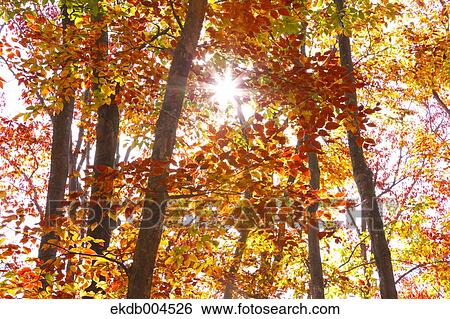 Autumn leaves View Large Photo Image Stock Photograph - Autumn leaves. Fotosearch