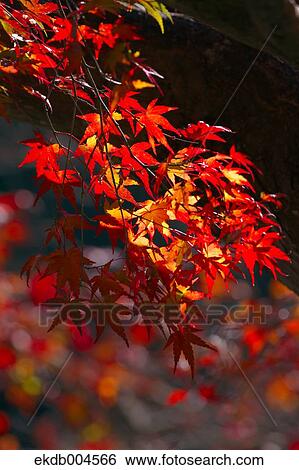 Autumn leaves View Large Photo Image Stock Photograph - Autumn leaves. Fotosearch