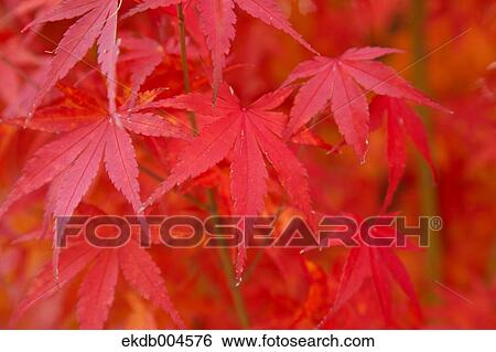 Autumn leaves View Large Photo Image Stock Photograph - Autumn leaves. Fotosearch