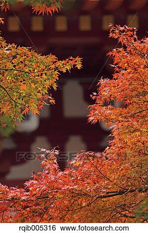 Autumn leaves View Large Photo Image Stock Photograph - Autumn leaves. Fotosearch