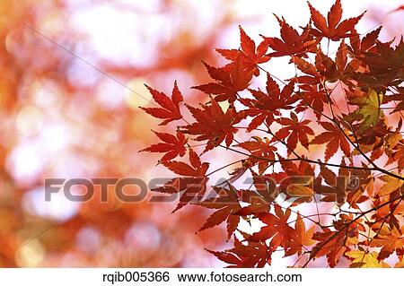 Stock Photograph - Autumn leaves. Fotosearch