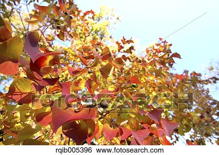 Autumn leaves View Large Photo Image Stock Photograph - Autumn leaves. Fotosearch