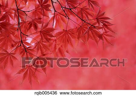 Autumn leaves View Large Photo Image Stock Photograph - Autumn leaves. Fotosearch