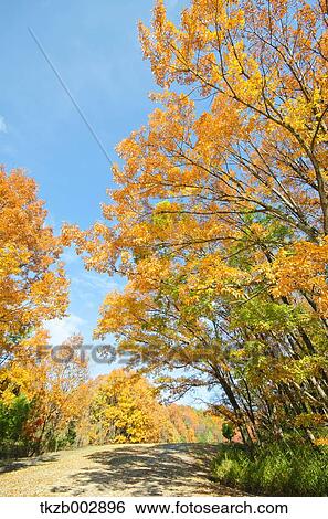 Autumn leaves View Large Photo Image Stock Photograph - Autumn leaves. Fotosearch
