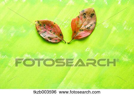 Stock Photograph - Autumn leaves. Fotosearch