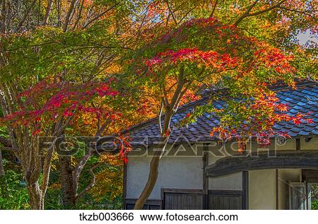 Stock Photograph - Autumn leaves. Fotosearch