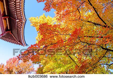 Autumn leaves View Large Photo Image Stock Photograph - Autumn leaves. Fotosearch