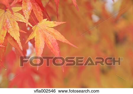 Stock Photograph - Autumn leaves. Fotosearch