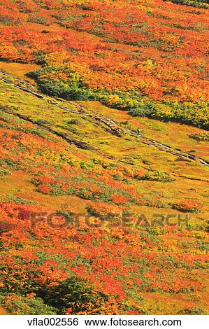 Autumn leaves View Large Photo Image Stock Photograph - Autumn leaves. Fotosearch