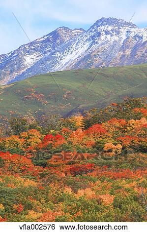 Stock Photograph - Autumn leaves. Fotosearch