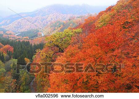 Stock Photograph - Autumn leaves. Fotosearch