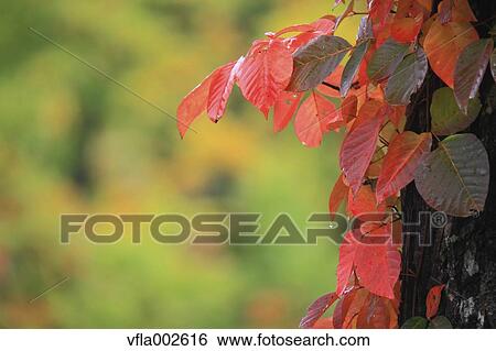 Autumn leaves View Large Photo Image Stock Photograph - Autumn leaves. Fotosearch