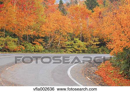 Autumn leaves View Large Photo Image Stock Photograph - Autumn leaves. Fotosearch