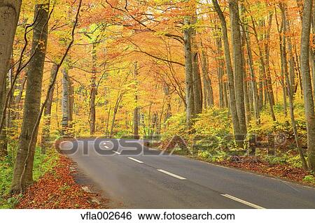Stock Photograph - Autumn leaves. Fotosearch