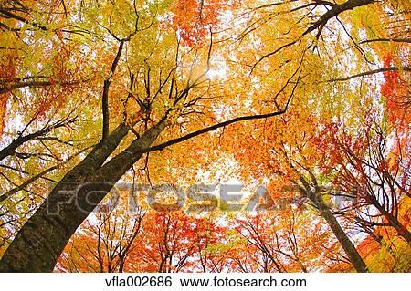 Stock Photograph - Autumn leaves. Fotosearch
