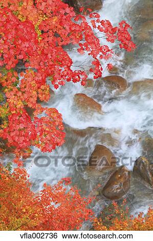 Autumn leaves View Large Photo Image Stock Photograph - Autumn leaves. Fotosearch