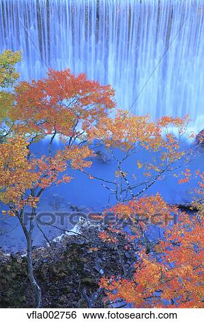 Stock Photograph - Autumn leaves. Fotosearch