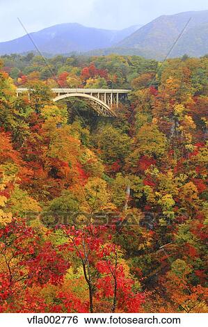 Stock Photograph - Autumn leaves. Fotosearch