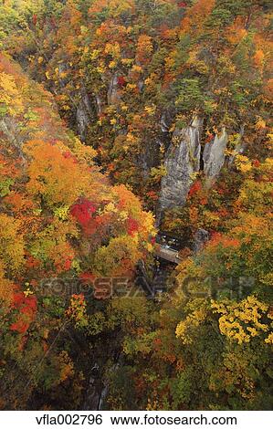 Stock Photograph - Autumn leaves. Fotosearch