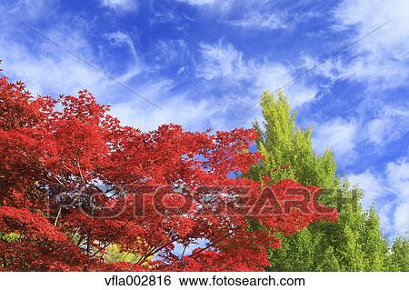 Autumn leaves View Large Photo Image Stock Photograph - Autumn leaves. Fotosearch